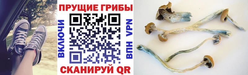 Псилоцибиновые грибы Cubensis  Чёрмоз 